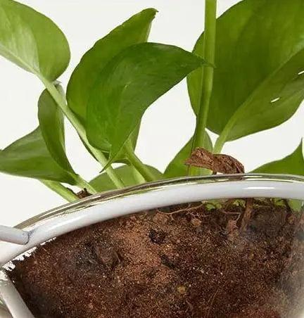 Deka - Pot Pendant Planter Light  BO-HA   