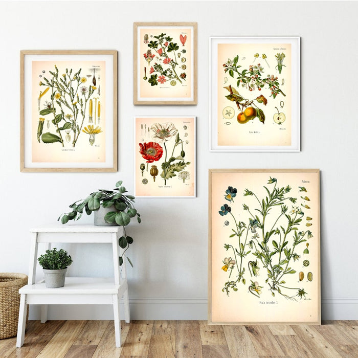 "Dahlia" Vintage Botanical Prints Canvas Collection  BO-HA   