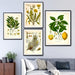 "Dahlia" Vintage Botanical Prints Canvas Collection  BO-HA   