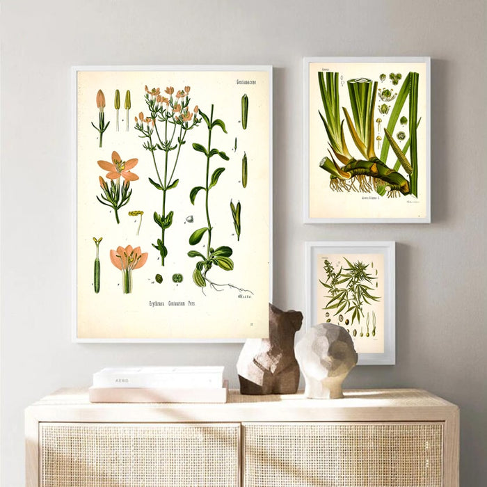 "Dahlia" Vintage Botanical Prints Canvas Collection  BO-HA   