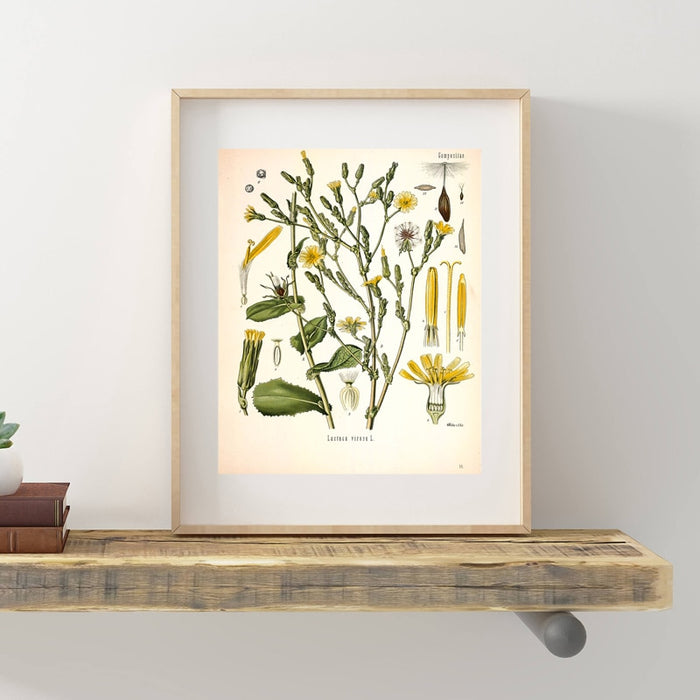 "Dahlia" Vintage Botanical Prints Canvas Collection  BO-HA   
