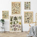 "Lemmikki" Vintage Botanical Prints Canvas Collection  BO-HA   