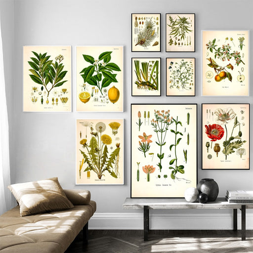 "Dahlia" Vintage Botanical Prints Canvas Collection  BO-HA   