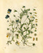 "Orvokki" Vintage Botanical Prints Canvas Collection  BO-HA 20 cm x 30 cm Violaceae 