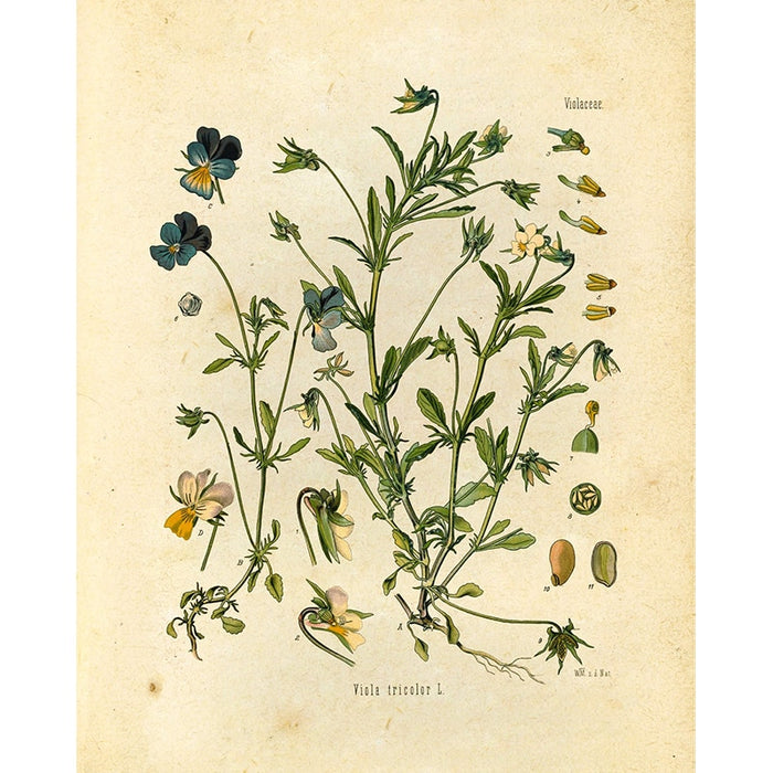 "Orvokki" Vintage Botanical Prints Canvas Collection  BO-HA   